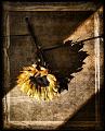 961 - PIER AT TWILIGHTSUNFLOWER FRAME - COLEMAN BRIAN - wales